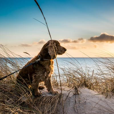 Thing To Do Pet Friendly