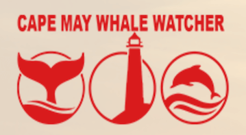 Things To Do Cape May Whale Watcher